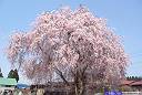 阿賀 桜 回廊