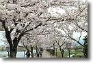 瓢湖の桜