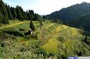 天水島の棚田