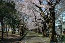天津神社の桜