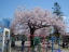 粟島公園 桜