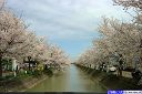福島江の桜'06