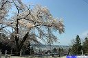 船岡公園桜
