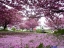 瓢湖 八重桜