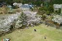 美山公園の桜