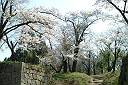 村上城址公園の桜