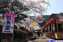 村松公園 桜 五泉市