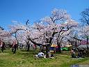 村松公園 桜