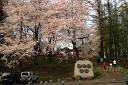 経塚山の桜　スライドショー