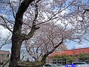 総合グランド桜