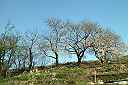 大崎山公園の桜 