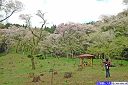 小山田彼岸桜