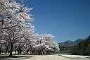 城山下公園の桜