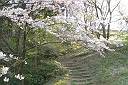 諸上寺の桜