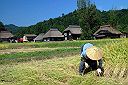 荻の島の秋