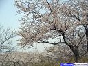 国民休養地の桜