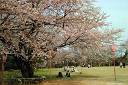 赤坂山公園の桜