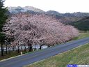 高瀬の桜