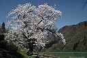 津神ダムの桜