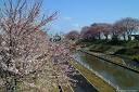 鷲ノ木桜遊園 桜