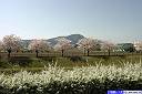 矢川ふれあい公園の桜
