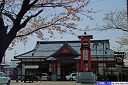 弥彦駅前の桜